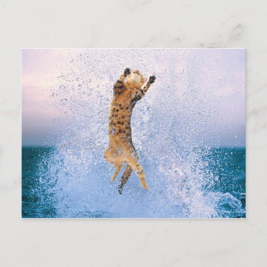 Cat Baling Briefkaart (Voorkant)