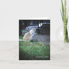 Cat Birthday Wish Bedankkaart