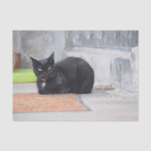 Cat Black Cute  Antiek Digital Paint Art