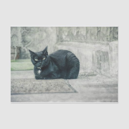 Cat Black Cute  Antiek ontkoppelpagina Tissuepapier (Voorkant)
