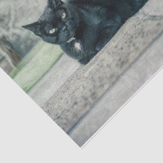 Cat Black Cute  Antiek ontkoppelpagina Tissuepapier (Detail)