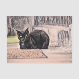 Cat Black Cute  Antiek Schets Kunst Tissuepapier