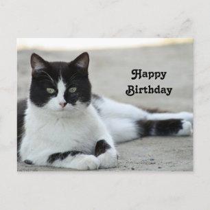 Cat Black en White Tuxedo Foto van Birthday Briefkaart