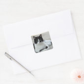 Cat Black en White Tuxedo Photo Vierkante Sticker (Envelop)