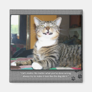 Cat Blames Dog Magneet