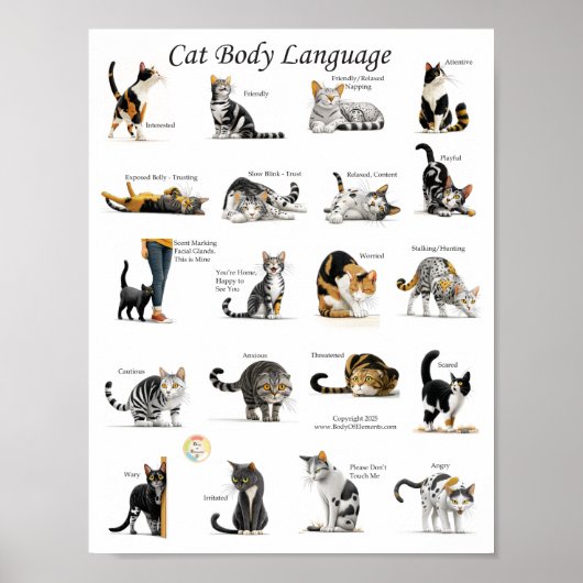 Cat Body Language Chart Poster (Voorkant)