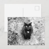 Cat Briefkaart (Voorkant / Achterkant)