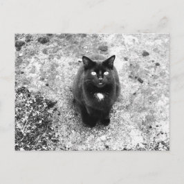 Cat Briefkaart