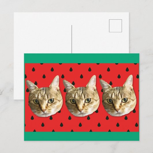 cat briefkaart (Voorkant / Achterkant)