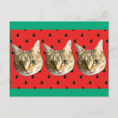 cat briefkaart (Voorkant)