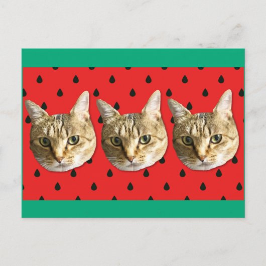 cat briefkaart (Voorkant)