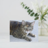 Cat Cat Foto Cute Tabby Briefkaart (Staand voorkant)