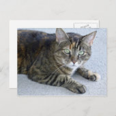 Cat Cat Foto Cute Tabby Briefkaart (Voorkant / Achterkant)