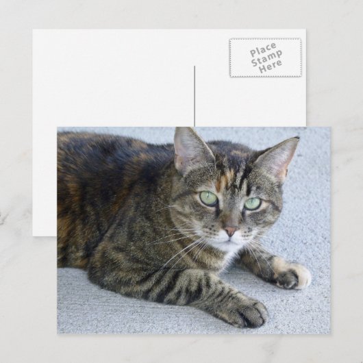 Cat Cat Foto Cute Tabby Briefkaart (Voorkant / Achterkant)