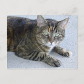 Cat Cat Foto Cute Tabby Briefkaart (Voorkant)