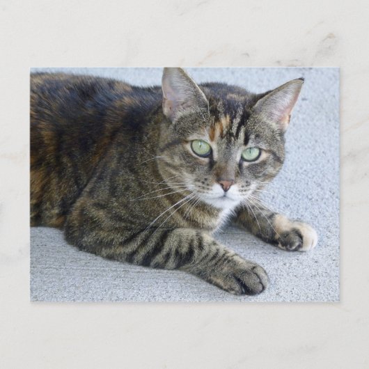 Cat Cat Foto Cute Tabby Briefkaart (Voorkant)