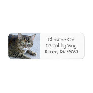 Cat Cat Foto Cute Tabby Etiket
