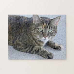 Cat Cat Foto Cute Tabby Legpuzzel