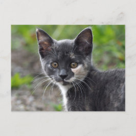 Cat Cat Foto van Cute Gray Tortoiseshel Briefkaart
