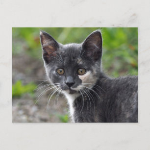 Cat Cat Foto van Cute Gray Tortoiseshel Briefkaart