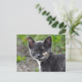 Cat Cat Foto van Cute Gray Tortoiseshel Briefkaart (Staand voorkant)