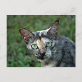 Cat Cat Foto van Cute Tortoiseshel Briefkaart