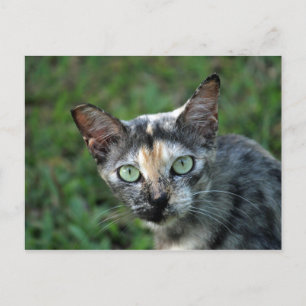 Cat Cat Foto van Cute Tortoiseshel Briefkaart