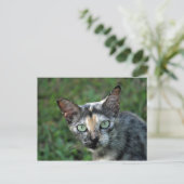 Cat Cat Foto van Cute Tortoiseshel Briefkaart (Staand voorkant)