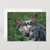 Cat Cat Foto van Cute Tortoiseshel Briefkaart (Voorkant / Achterkant)