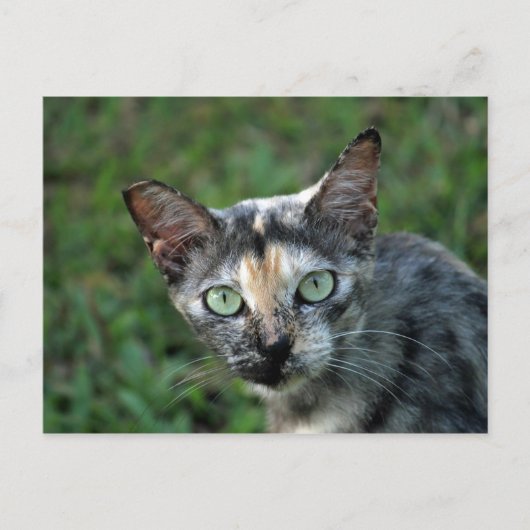 Cat Cat Foto van Cute Tortoiseshel Briefkaart (Voorkant)