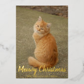 Cat. Cat. Meowy kerstGold Folie Feestdagenkaart (Voorkant)