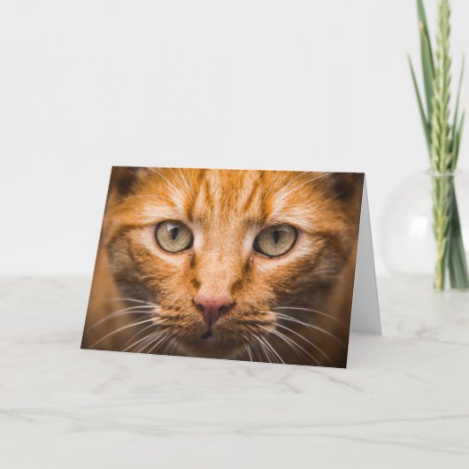 Cat Close-Up aanpasbaar wenskaart Kaart (Voorkant)