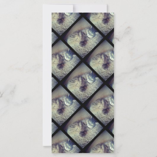 Cat Collage by Shirley Taylor (Achterkant)