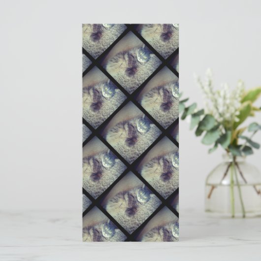 Cat Collage by Shirley Taylor (Staand voorkant)