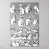 Cat, Courtship & Marriage, Bride, Louis Wain Poster (Voorkant)
