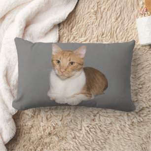 CAT CUDDLE GINGER EN WITTE KUSSENS