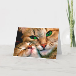 Cat cudles. kaart