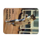Cat Dance Magneet (Horizontaal)