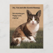Cat-Easterbunny 😸 🐰 Briefkaart (Voorkant)