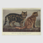 Cat Ephemera Decoupage Bruin Sinaasappel Tabby Tissuepapier (Voorkant)