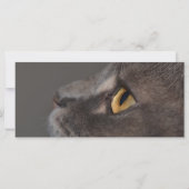 Cat Eye-Macro van Shirley Taylor (Achterkant)