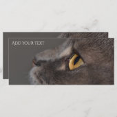 Cat Eye-Macro van Shirley Taylor (Voorkant / Achterkant)