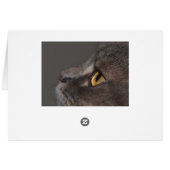 Cat Eye-Macro van Shirley Taylor (Achterkant Horizontaal)