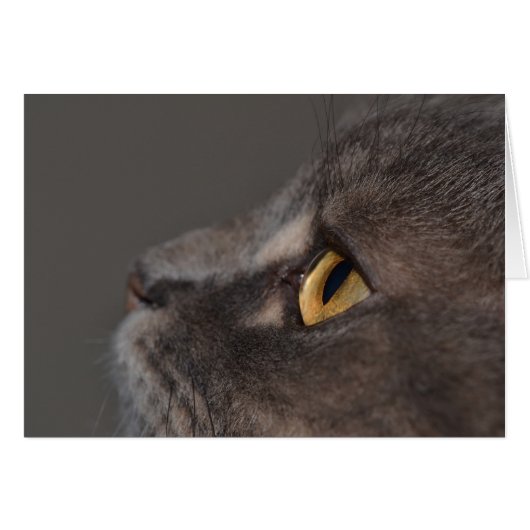 Cat Eye-Macro van Shirley Taylor (Voorkant Horizontaal)