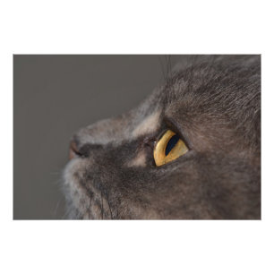 Cat Eye-Macro van Shirley Taylor Foto Afdruk