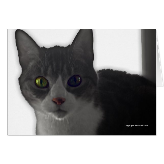 Cat Eyes (Voorkant Horizontaal)