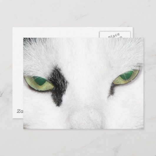 Cat Eyes Briefkaart (Voorkant / Achterkant)