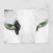 Cat Eyes Briefkaart (Voorkant)
