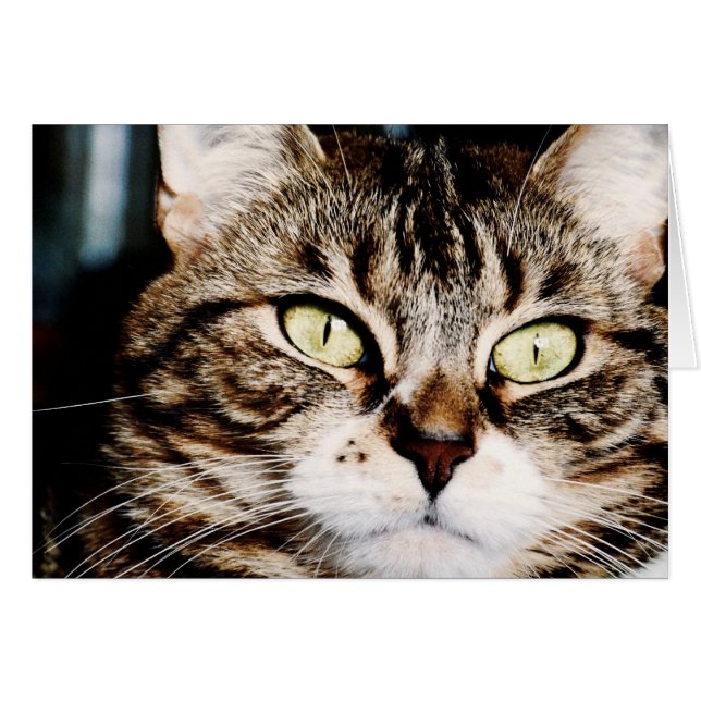 Cat Eyes Closeup Card (Voorkant Horizontaal)