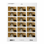Cat Eyes Etiket (Full Sheet)